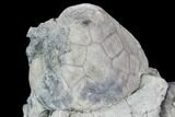 Fossil Crinoid (Eucalyptocrinus) and Brachiopod Plate - Indiana #106288-1